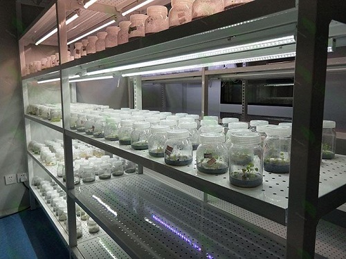 新绛植物组织培养实验室设计建设方案